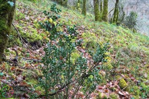 Ruscus aculeatus.jpg_product